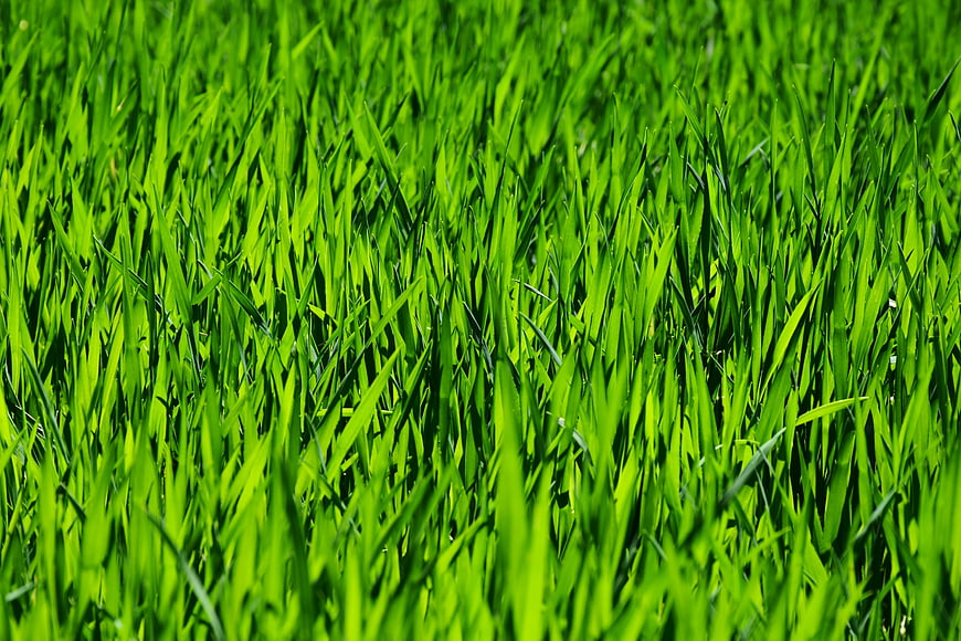 Vibrant Green Grass Texture Close-Up Background