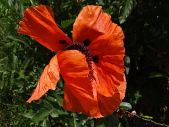 Vibrant Red Poppy Flower Close-Up in Sunlight