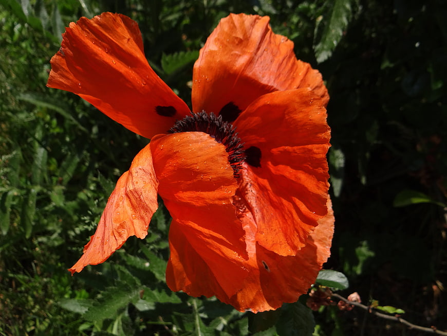 Vibrant Red Poppy Flower Close-Up in Sunlight