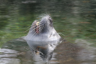Harbor Seal Head Above Water with Open Mouth