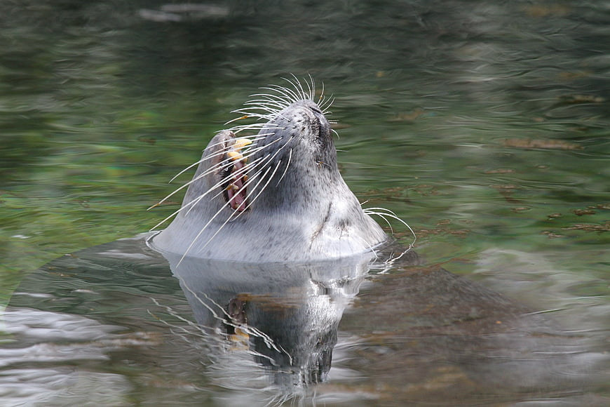 Harbor Seal Head Above Water with Open Mouth