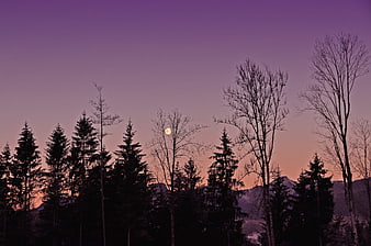 Silhouetted Forest Trees Against Purple Twilight Sky with Moon