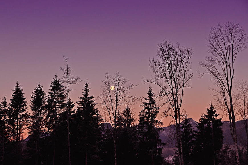 Silhouetted Forest Trees Against Purple Twilight Sky with Moon