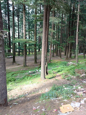 Littered forest floor with tall pine trees and trash