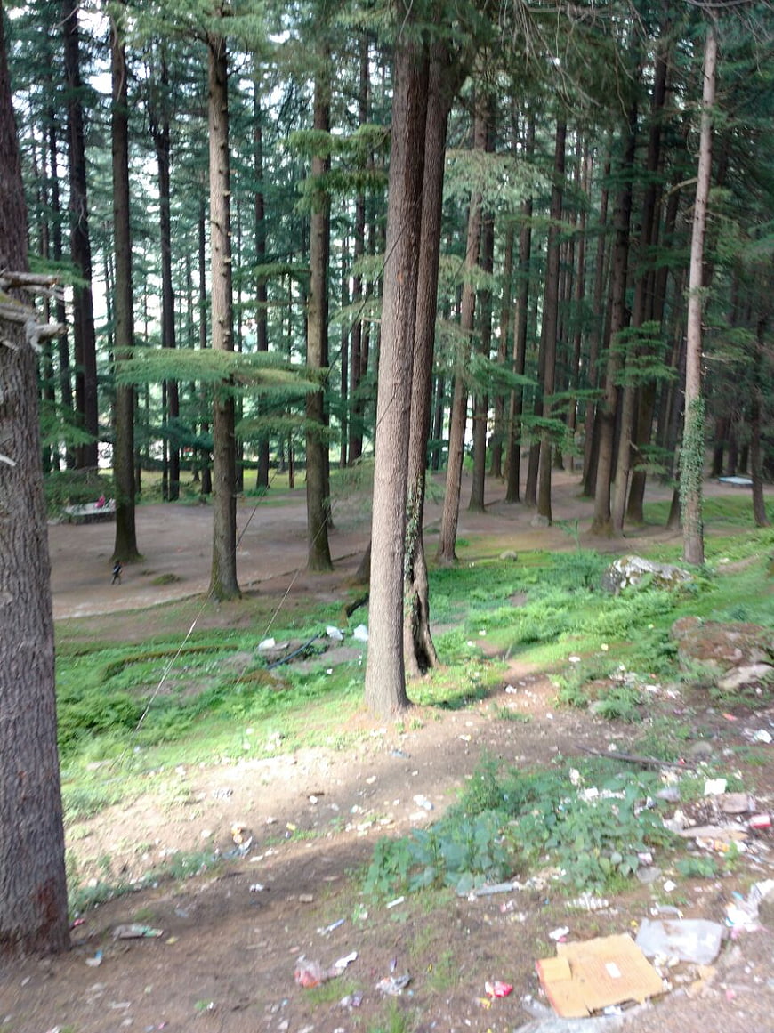 Littered forest floor with tall pine trees and trash