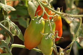 Ripening Roma Tomatoes Hanging on Vine in Garden