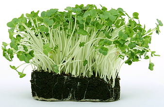 Fresh Garden Cress Microgreens Growing in Soil Block on White Background