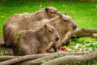 Three Capybaras Eating Vegetables on Green Grass