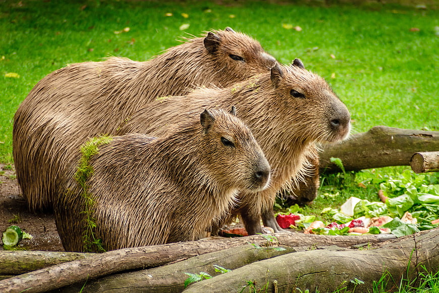 Three Capybaras Eating Vegetables on Green Grass
