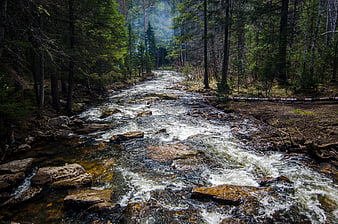 Flowing Mountain Stream in Dense Pine Forest