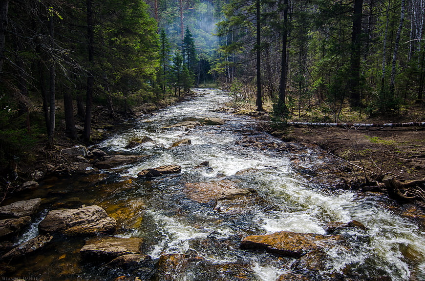 Flowing Mountain Stream in Dense Pine Forest