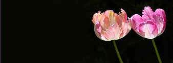 Two Fringed Pink Tulips Against Dark Background