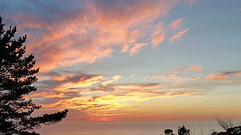 Vibrant sunset sky with pink clouds and silhouetted pine tree