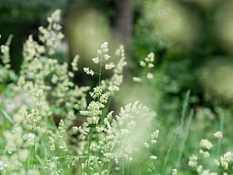 Soft Focus White Wildflowers in Green Meadow