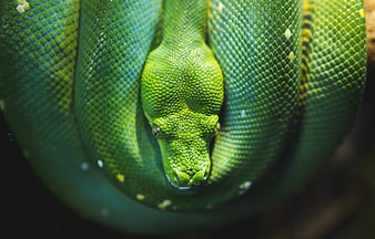 Close-up of a vibrant green tree python coiled up