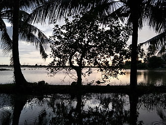 Silhouette of palm trees and frangipani by water at dusk