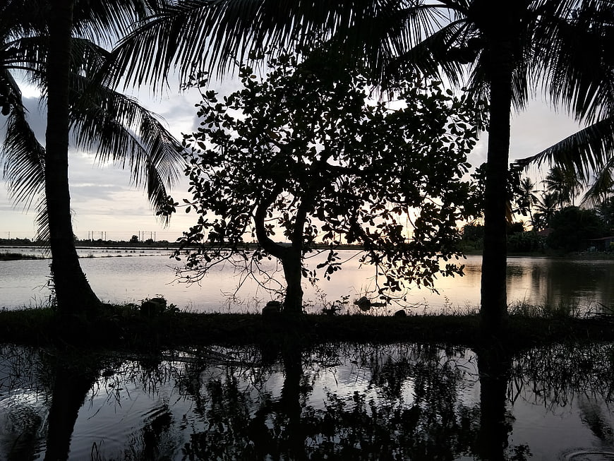 Silhouette of palm trees and frangipani by water at dusk