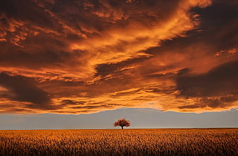 Lone Tree in Golden Wheat Field Under Dramatic Orange Sky