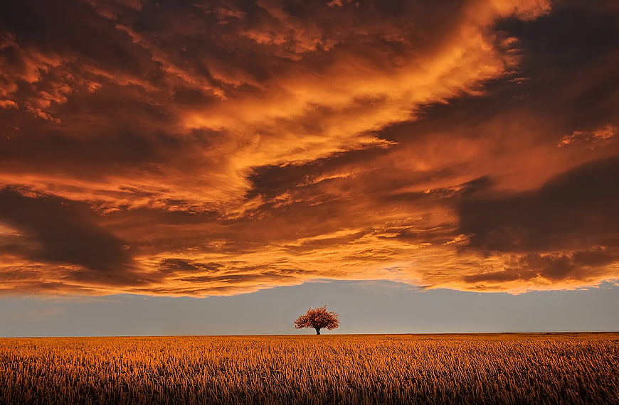 Lone Tree in Golden Wheat Field Under Dramatic Orange Sky