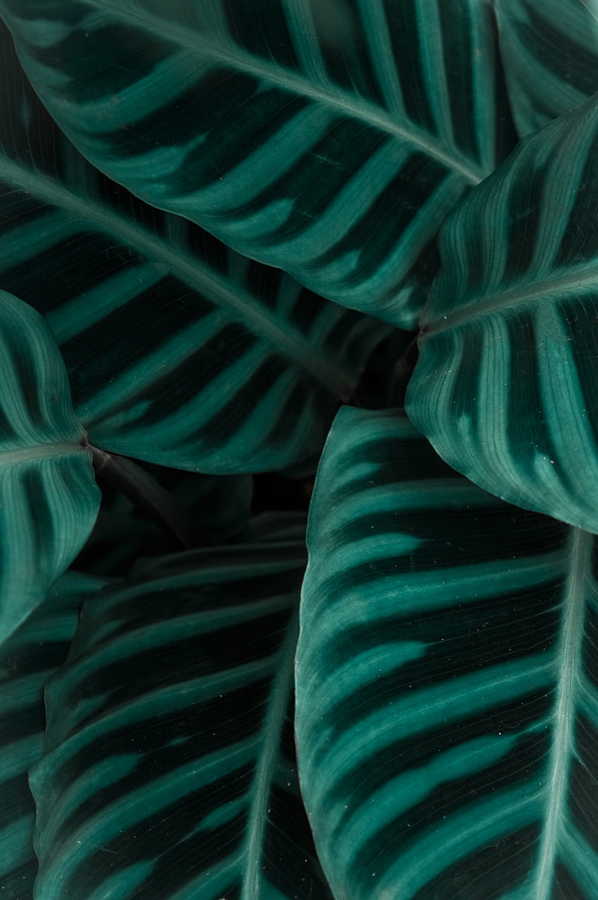 Close-up of dark teal Calathea leaf pattern