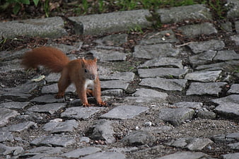Red squirrel on cobblestone path in forest