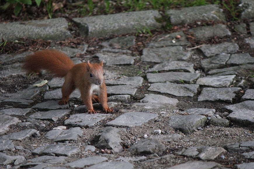 Red squirrel on cobblestone path in forest