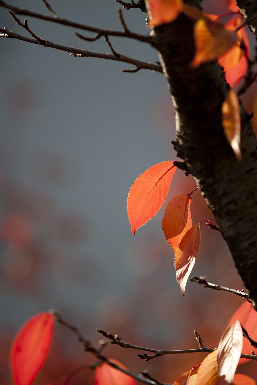 Vibrant Red Autumn Leaves on Tree Branch