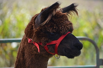 Close-up of a brown alpaca with a red halter