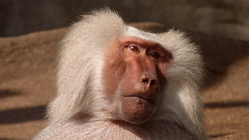 Close-up portrait of a hamadryas baboon with white mane