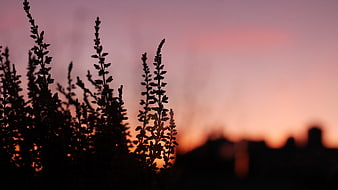 Silhouette of Plants Against Pink and Orange Sunset Sky