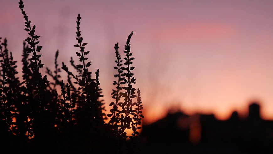 Silhouette of Plants Against Pink and Orange Sunset Sky