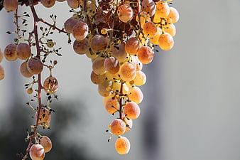 Close-up of ripe golden grapes hanging on a vine