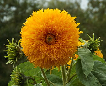 Vibrant yellow fluffy sunflower bloom with green buds
