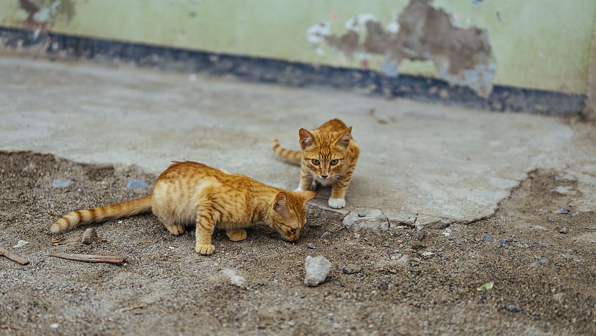 Two Orange Tabby Cats Exploring Rough Concrete Ground