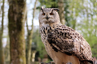 Close-up portrait of a majestic long-eared owl in a forest