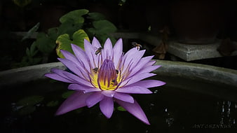Purple Water Lily with Bees in Garden Pond