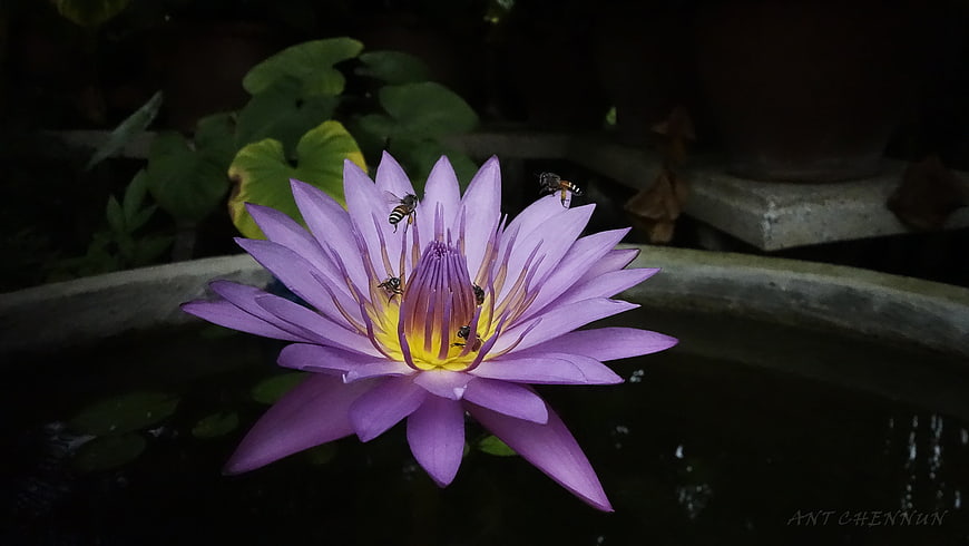 Purple Water Lily with Bees in Garden Pond