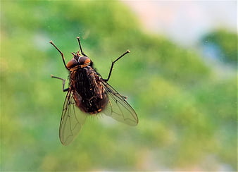Close-up macro of a fly on a green background
