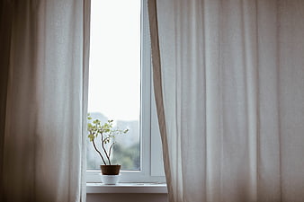 Minimalist Window with Plant and White Curtains