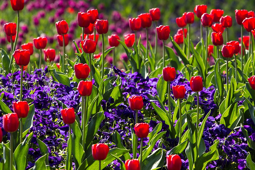 Vibrant red tulips blooming in a field with purple flowers