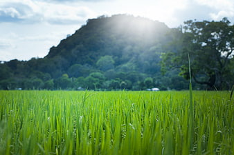 Lush Green Rice Paddy Field with Mountain Background