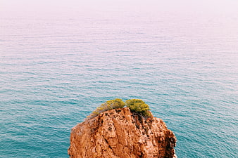 Lone Tree on Rocky Cliff Overlooking Calm Ocean