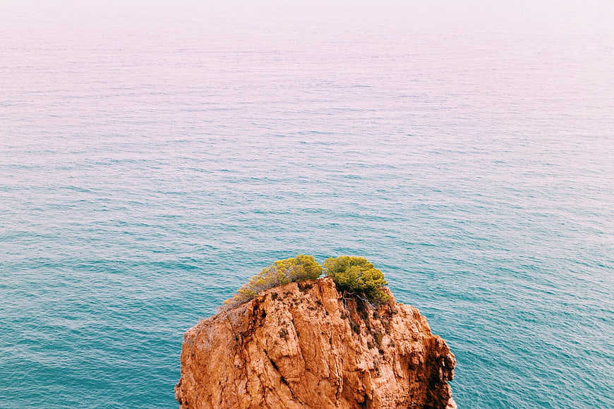 Lone Tree on Rocky Cliff Overlooking Calm Ocean
