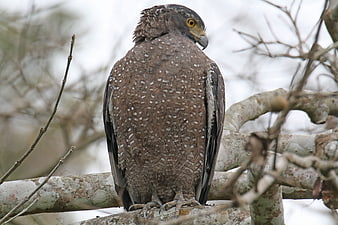 Crested Serpent Eagle Perched on Tree Branch