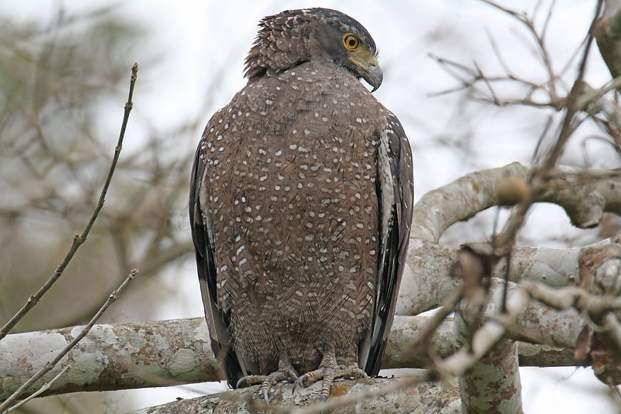 Crested Serpent Eagle Perched on Tree Branch