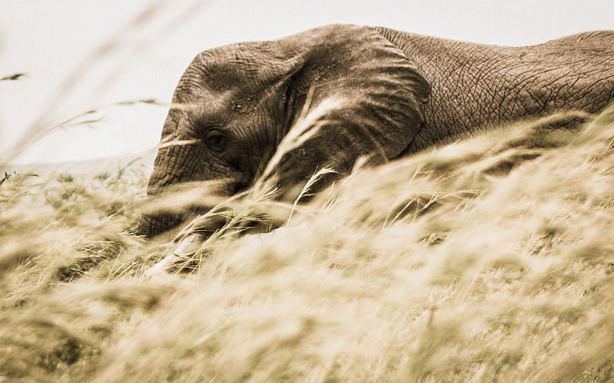 Baby elephant walking through tall dry grass in savanna