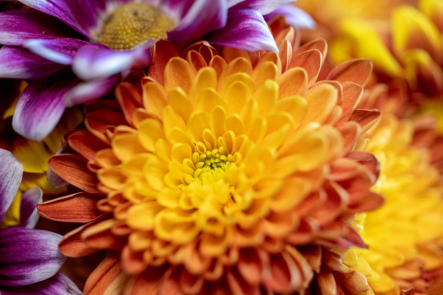 Vibrant Close-Up of Orange and Purple Chrysanthemum Flowers