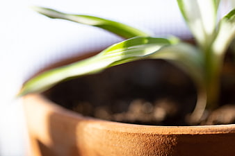 Close-up of green plant leaves in terracotta pot