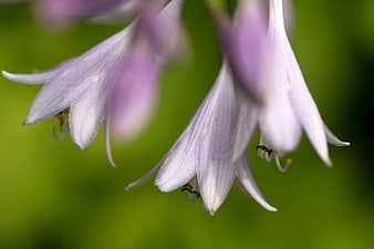 Close-up of delicate purple hosta flowers with green bokeh background