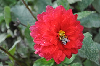 Bumblebee Pollinating Vibrant Red Dahlia Flower